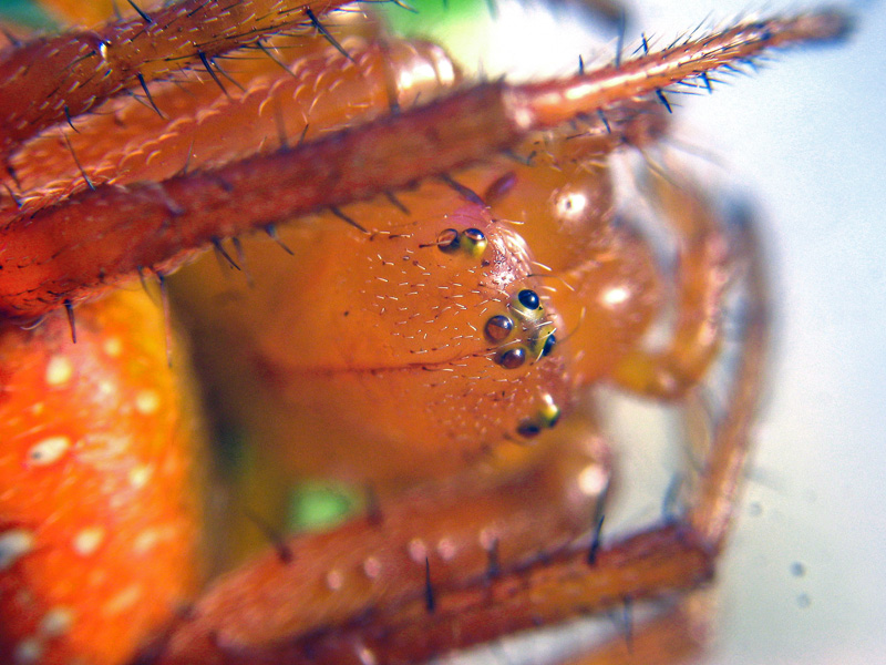 Araneus alsine - Seren del Grappa (BL)